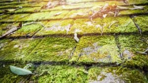 Moss is damaging for your roof. Have it removed by professionals as soon as possible.